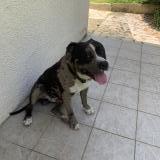 Picture of dog found at Andoins