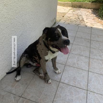 Photo 1/1 Found dog Found in Andoins