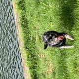 Picture of dog lost at Chambon La Foret