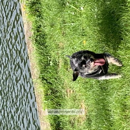 Photo 1/1 Breizh Chien lost in Chambon la foret