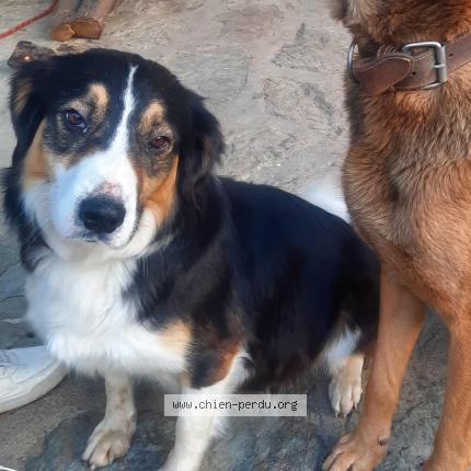 Photo 1/1 Bella Chien lost in Le boulou