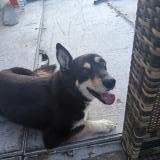 Picture of dog found at Lescout