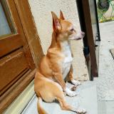 Picture of dog lost at Le Cannet