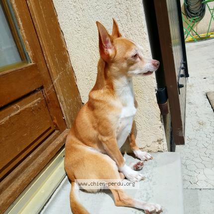 Photo 1/1 GUIZMO Chien lost in Le cannet