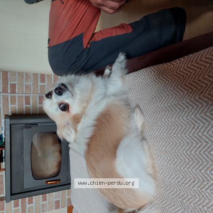 Foto van gevonden hond in Rongy
