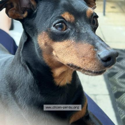 Photo 1/1 Sky Chien lost in Arpajon