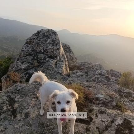 Photo 1/1 Eywa Chien lost in Mayens de conthey