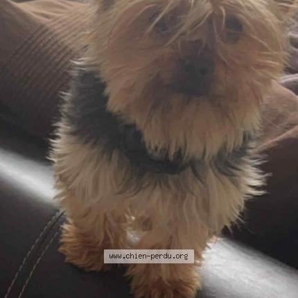 Photo 1/1 Simba Chien lost in Labarthe sur leze