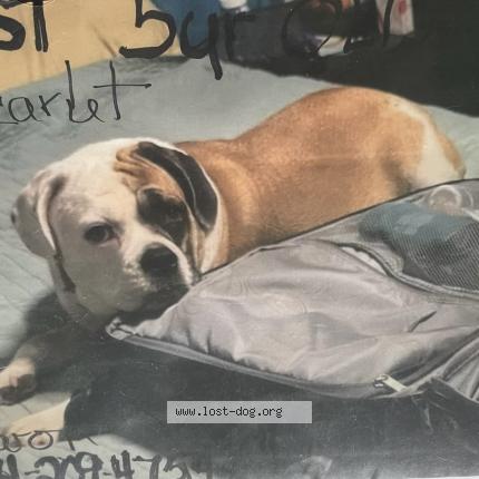 Photo 1/1 Reunited dog Lost in Morgantown