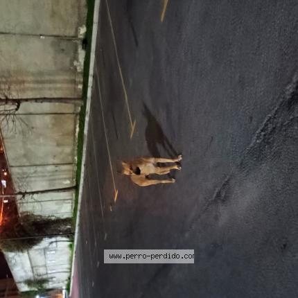 Photo 1/1 Found dog Found in Valparaiso