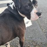 Picture of dog found at Firminy