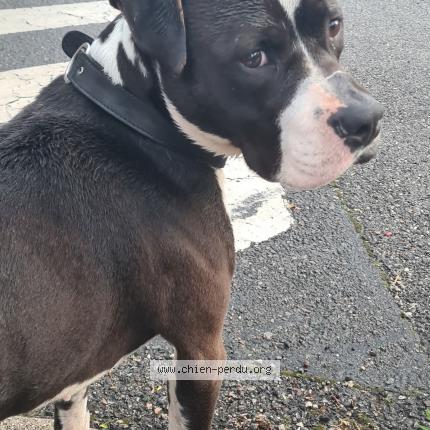 Photo 1/1 Found dog Found in Firminy