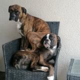 Picture of dog lost at St Martial De Mirambeau