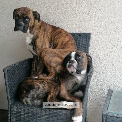 Photo 1/1 Tyson Chien lost in St martial de mirambeau