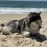 Picture of dog lost at Mezel