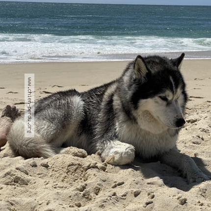 Photo 1/1 Jack Chien lost in Mezel