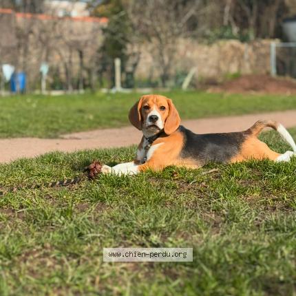Photo 1/1 Vlad Chien lost in Nantes
