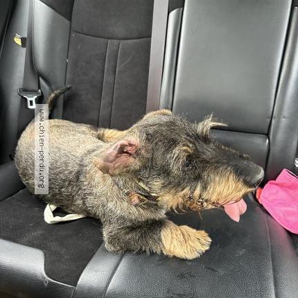 Photo 1/1 Found dog Found in Meyreuil