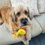 Picture of dog lost at Tignet