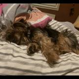 Picture of dog lost at Montigny Le Bretonneux