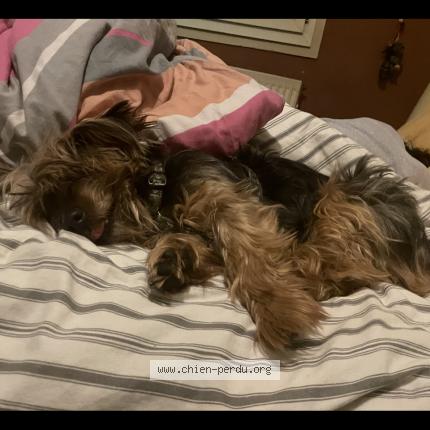 Photo 1/1 Ziggy Chien lost in Montigny le bretonneux