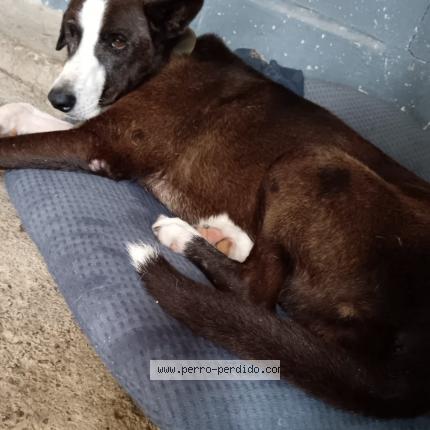 Photo 1/1 Morgana Chien lost in Barros blancos