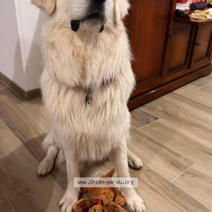 Photo 1/1 Everest Chien lost in Villers les nancy