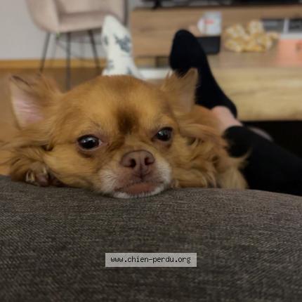 Photo 1/1 Paco Chien lost in Enghien