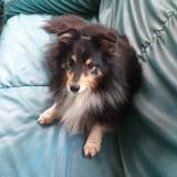 Picture of dog lost at St Just St Rambert