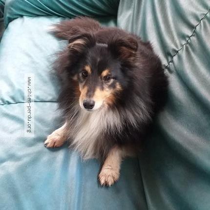 Photo 1/2 Mustang Chien lost in St just st rambert