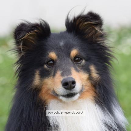 Photo 2/2 Mustang Chien lost in St just st rambert