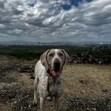 Picture of dog lost at Rillieux La Pape