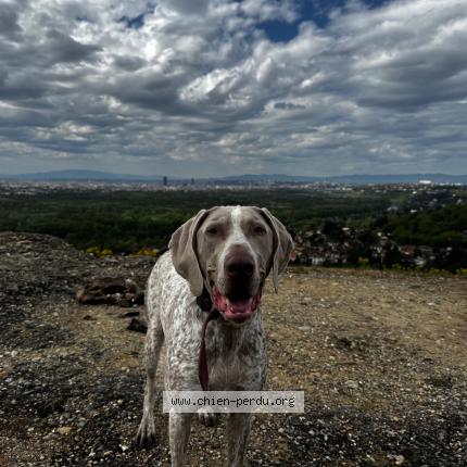 Photo 1/1 Sigurd Chien lost in Rillieux la pape