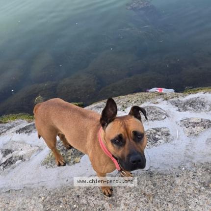 Photo 1/1 Neily Chien lost in Choisy le roi