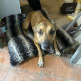 Picture of dog found at Bedarrides