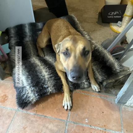 Photo 1/1 Found dog Found in Bedarrides