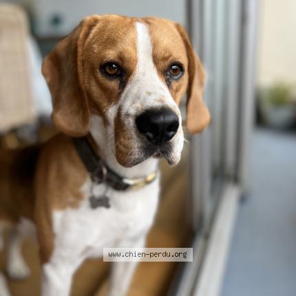 Photo 1/1 Higgins ou philby Chien lost in Anglet