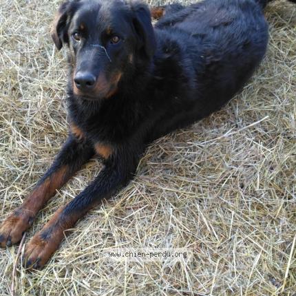 Photo 1/1 Ulrich Chien lost in Sainte colombe de villeneuve