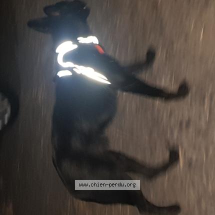 Photo 1/1 Found dog Found in Sainte marie