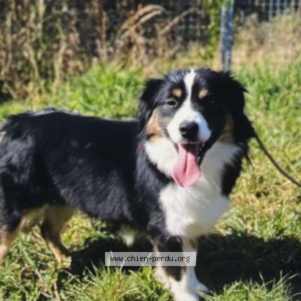 Photo 1/1 TOSCAN Chien lost in Neuville ferrieres