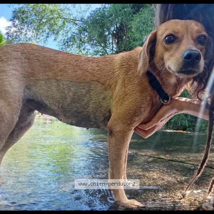 Photo 1/1 NOISETTE Chien lost in Elancourt