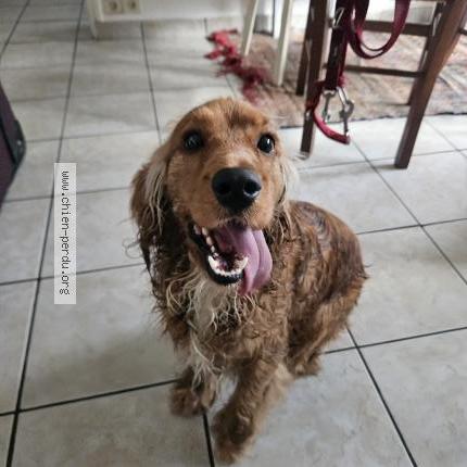 Photo 1/1 Found dog Found in Chambery