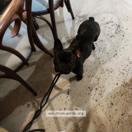 Photo 1/1 Found dog Found in Rouen