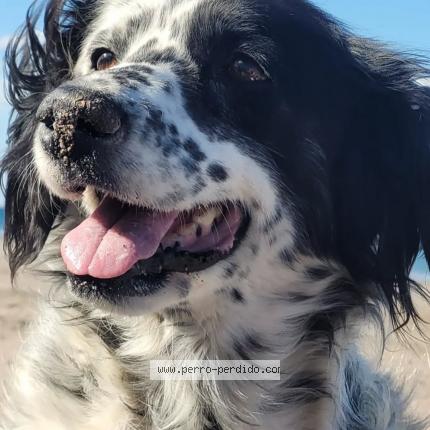 Photo 1/1 Dalma Chien lost in Las grutas