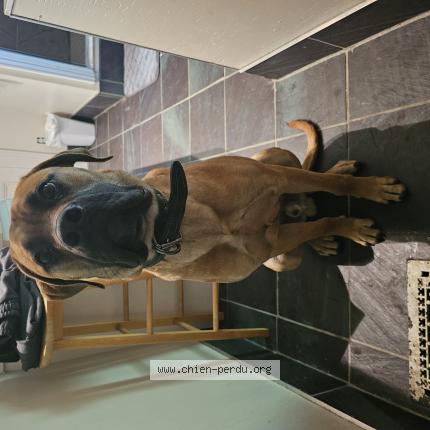 Photo 1/1 Reunited dog Lost in Sherbrooke