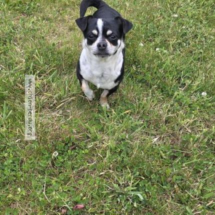 Photo 1/1 Found dog Found in Leval