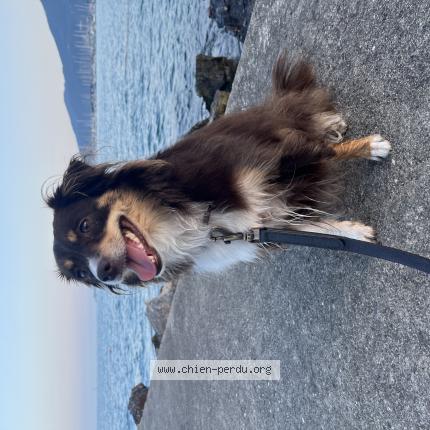 Foto van vermiste hond in Gosselies