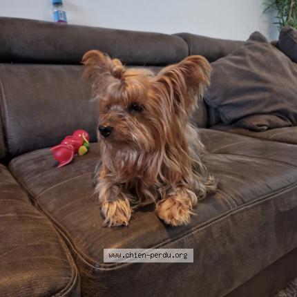 Foto van vermiste hond in Courcelles