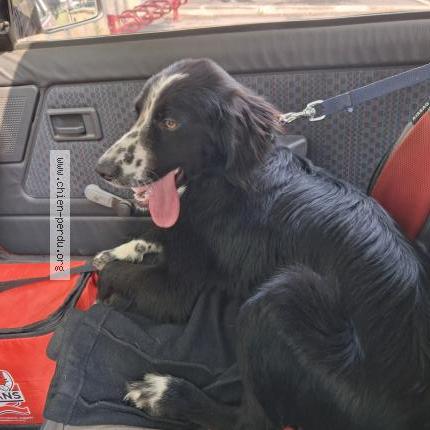 Photo 1/1 Found dog Found in Izotges