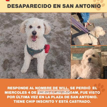 Photo 1/1 Will Chien lost in Quinta region